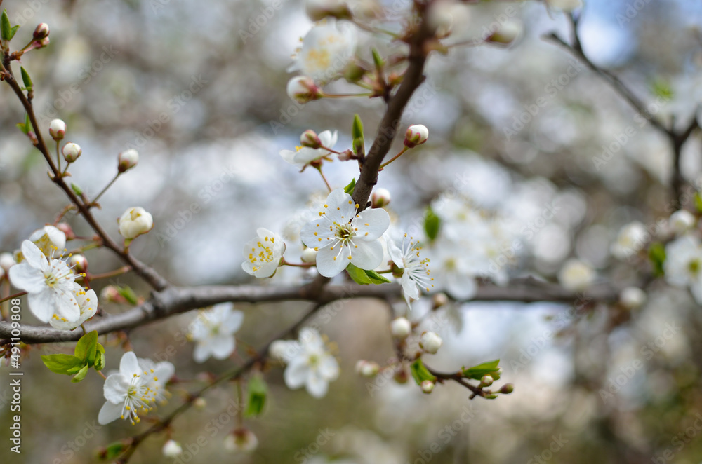 White flowers on the branches of trees in the spring White flowers on the branches of trees in the spring