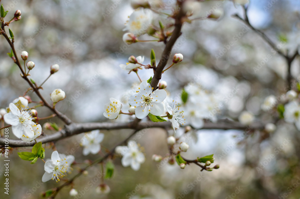 White flowers on the branches of trees in the spring