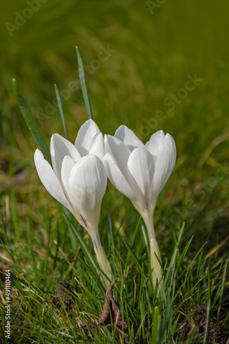 White crocuses growing on the ground in early spring. First spring flowers blooming in garden. Spring meadow full of white crocuses, Bunch of crocuses. White crocus blossom close up.