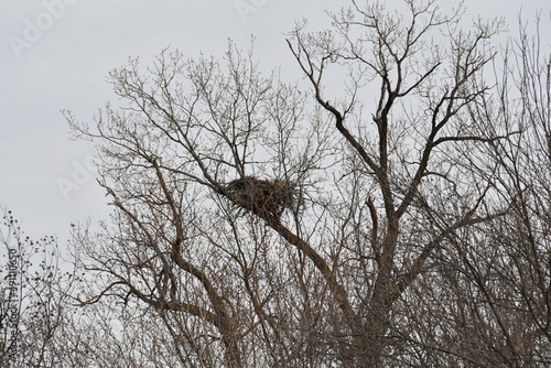 Eagle Nest in a Tree