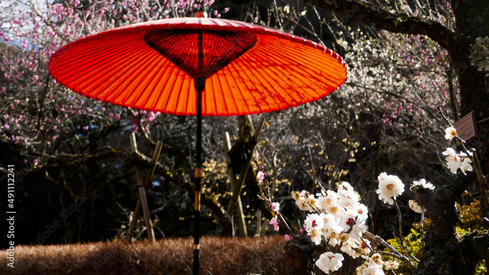 flowers in the garden