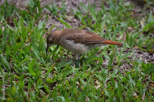 joão-de-barro photo