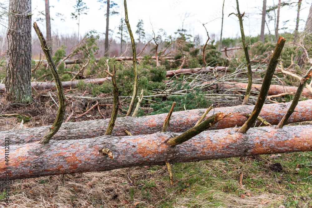 Fallen, uprooted pine trees in the forest. An adult trees lies on the ground after storm. The roots of the tree. Fallen, uprooted pine trees in the forest. An adult trees lies on the ground after storm. The roots of the tree.
