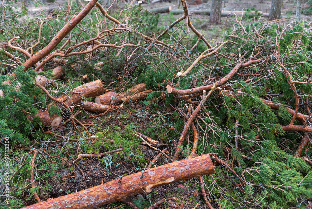 Cut pine tree branches on the ground after felling of the trees in the forest. Forestry.