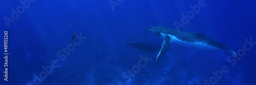 Man alone and two humpback whales underwater ocean, south Pacific © dam