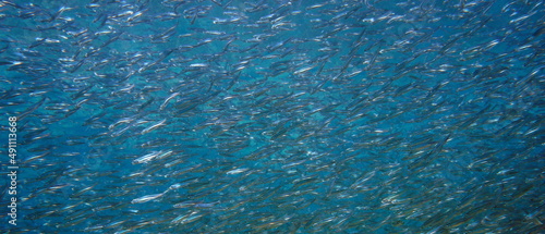 School of small fish under water in the sea with blue background