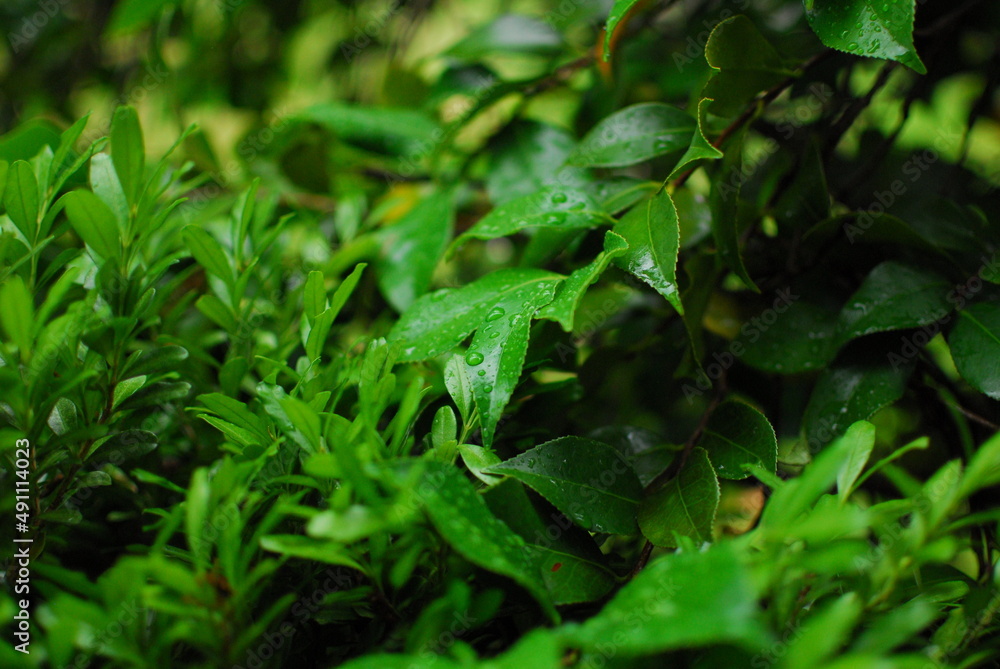 Green leaves after rain Green leaves after rain
