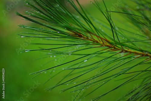 Pine needles after rain