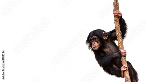 Foto Cute baby chimpanzee ape climbing a vine isolated on a white background with roo