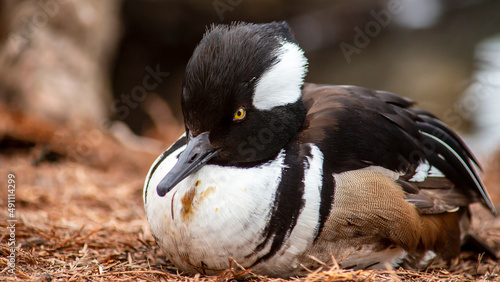 Close-up portrait of a hooded merganser resting on the ground near a lake making eye contact photo