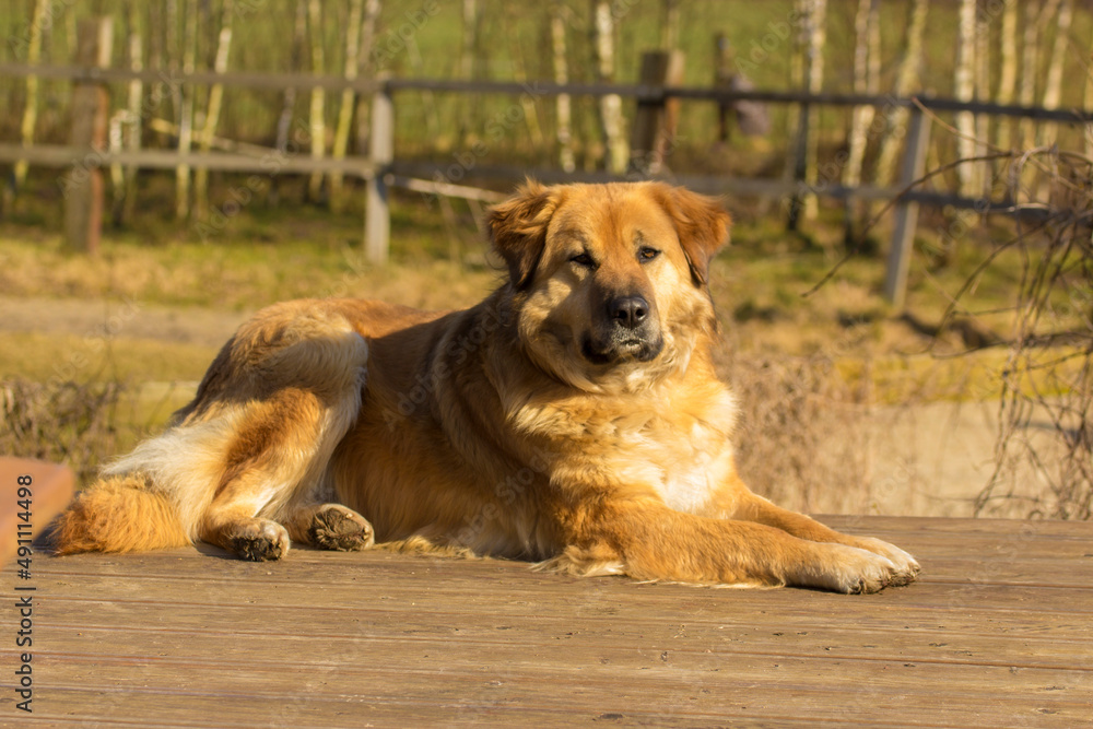 Fototapeta premium golden retriever puppy