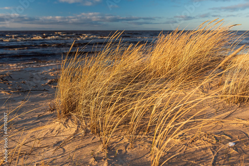 Baltic Sea and dry grass in sunny spring evening, Latvia.