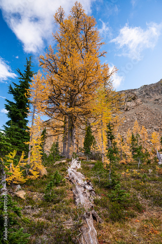 The alpine lakes wilderness with alpine larches in the fall