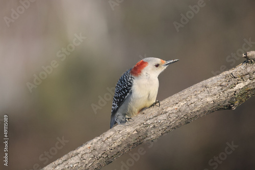 Female Red Bellied woodpecker in windy day clinging to branch in sunny winter day
