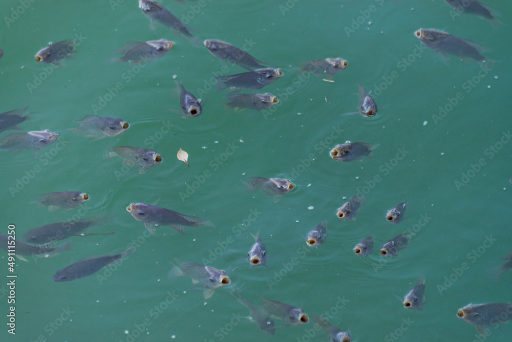 Group of fish swimming on the surface and breathing out of the water Group of fish swimming on the surface and breathing out of the water