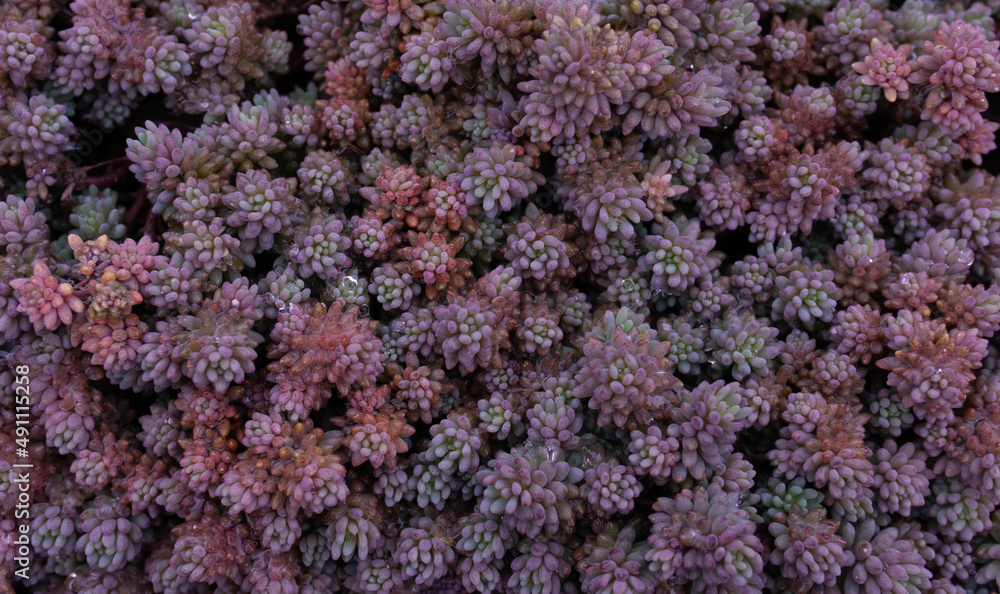 Colorful sedum carpet closeup with dew drops