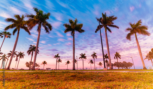 palms in bal harbour florida beautiful photo