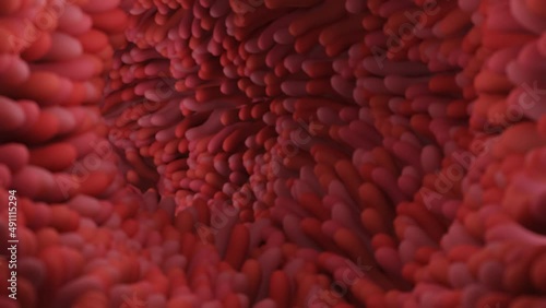 Intestinal villi. Intestine lining. Microscopic villi and capillary photo