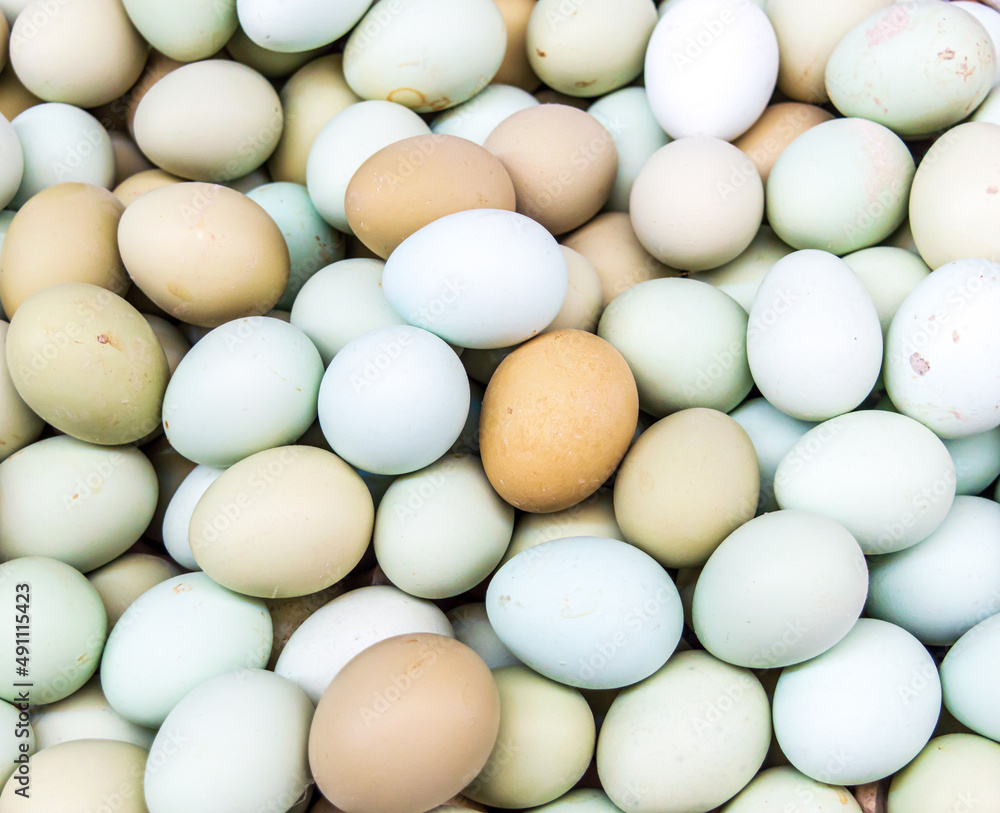 Fresh white, blue and brown chicken eggs, food ingredients concept. Fresh white, blue and brown chicken eggs, food ingredients concept.