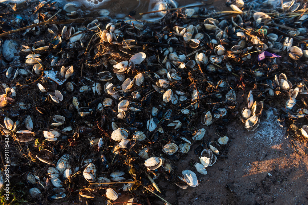 Seashells by the seashore in sunny evening.