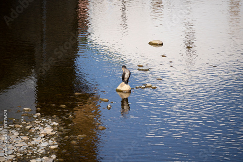 A Muscovy Duck perched on a rock near the shore at sunset in Orozco, Basque Country photo