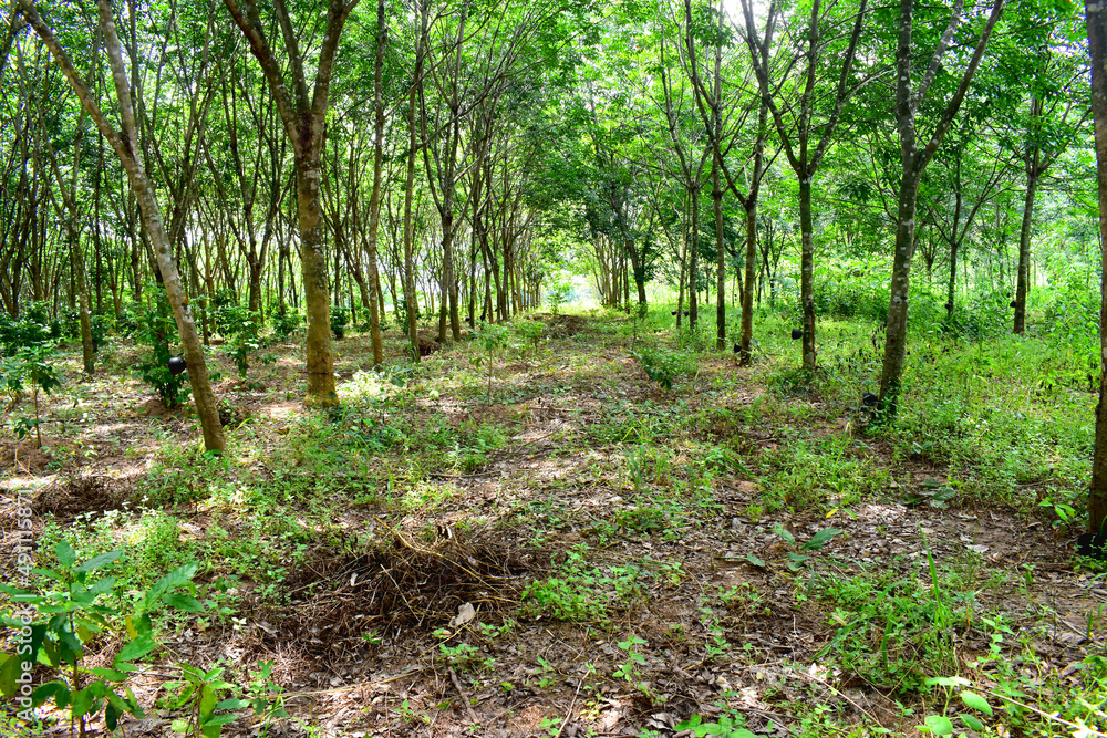 Fototapeta premium Para-rubber trees in rubber plantation growing for latex in North East of Thailand. Beautiful green nature background.