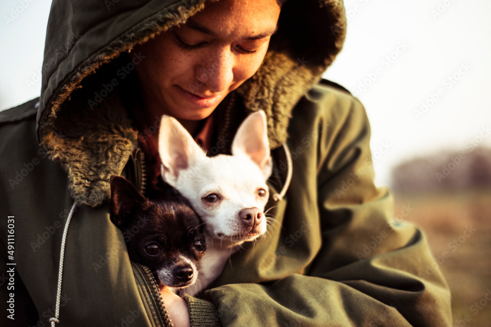 Person tuckes two tiny dogs into warm jacket outside in afternoon sun Person tuckes two tiny dogs into warm jacket outside in afternoon sun