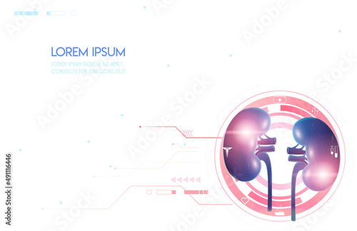 Kidney is a human internal organ. Design with low poly technique. Dots joined in a polygonal triangle of red color. Background vector illustration art of a health medicine icon.
