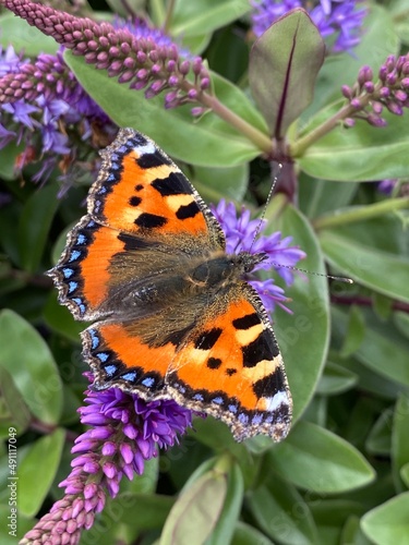 monarch butterfly on flower
