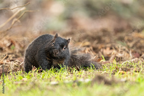 close up of an adorable chubby grey squirrel resting on the grasses in the park staring at your direction