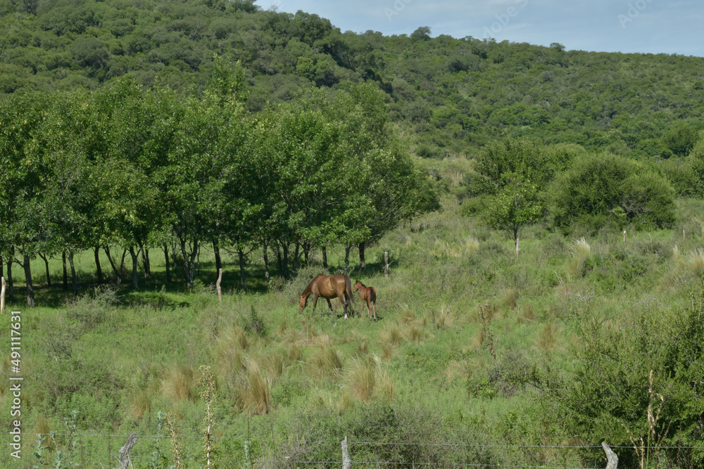 horses in the forest horses in the forest