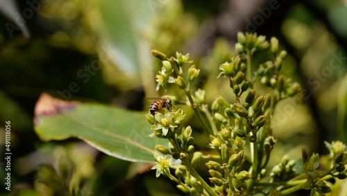 Bee on an avocado tree branch with flowers and leaves