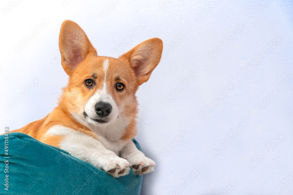 Sweet Welsh corgi Pembroke or cardigan puppy lies on big blue pillow with expressive look stretching its paws. Portrait of dog with serious look posing for magazine or advertisement