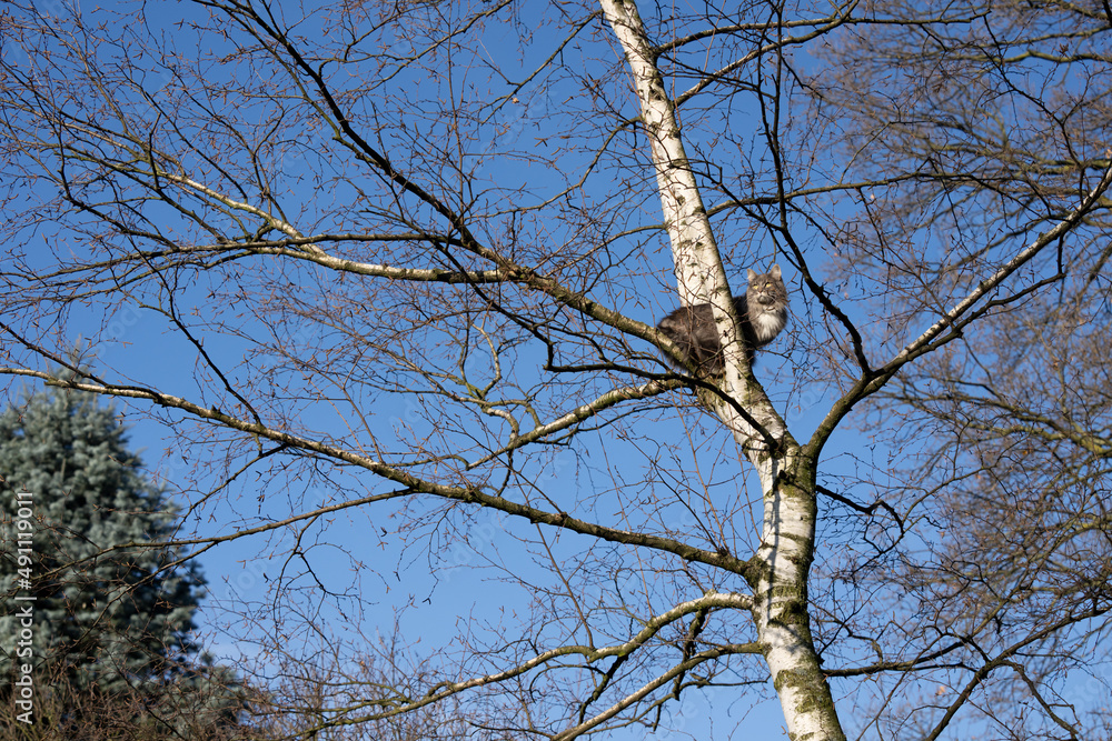 Fototapeta premium longhair cat climbed up a bare birch tree outdoors sitting on branch observing the territory