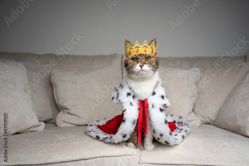 cat king of the couch. spoiled cat standing on sofa wearing royal mantle and crown looking at camera photo