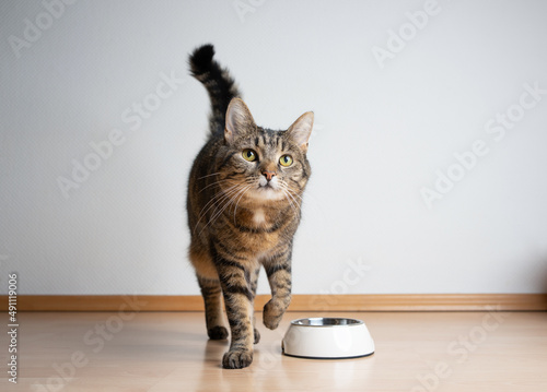 Obraz na plátně hungry tabby cat next to empty feeding bowl waiting for pet food with copy space