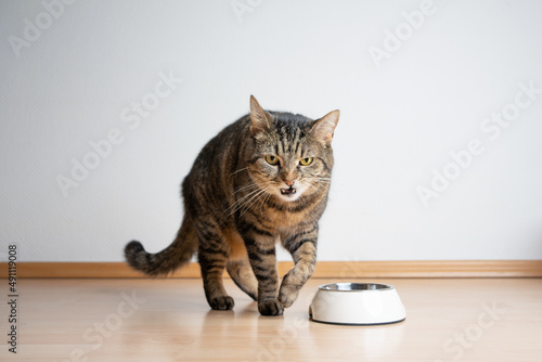 angry cat dislikes pet food in feeding bowl looking at camera with copy space