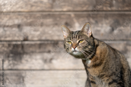 tabby cat outdoors looking curious observing the area on wooden background with copy space
