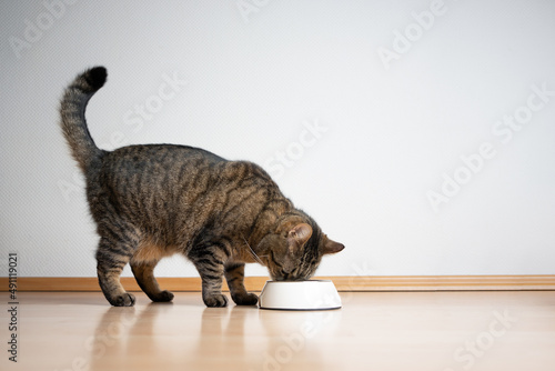side view of tabby cat eating pet food from feeding bowl on white background with copy space