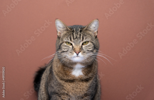 angry cat portrait. tabby domestic shorthair cat looking at camera mischievous on brown background with copy space © FurryFritz