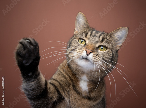 Fotografie playful tabby shorthair cat raising paw reaching at camera on brown background