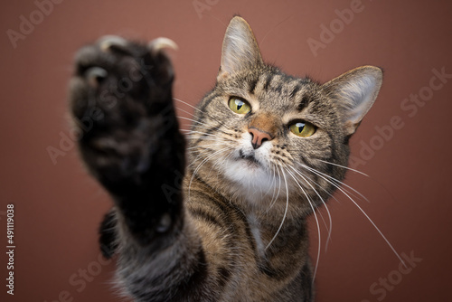 playful tabby shorthair cat raising paw reaching at camera showing claws on brown background