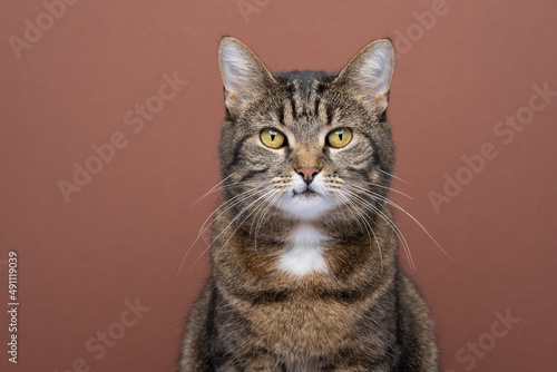 tabby shorthair cat portrait looking at camera on brown background with copy space