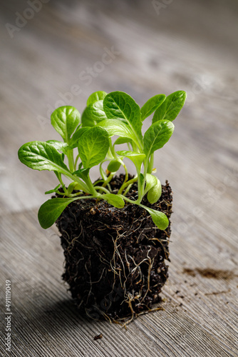 Romaine lettuce 'Parris Island Cos' seedlings densely planted with roots exposed in a block of potting soil on a rustic wooden background photo