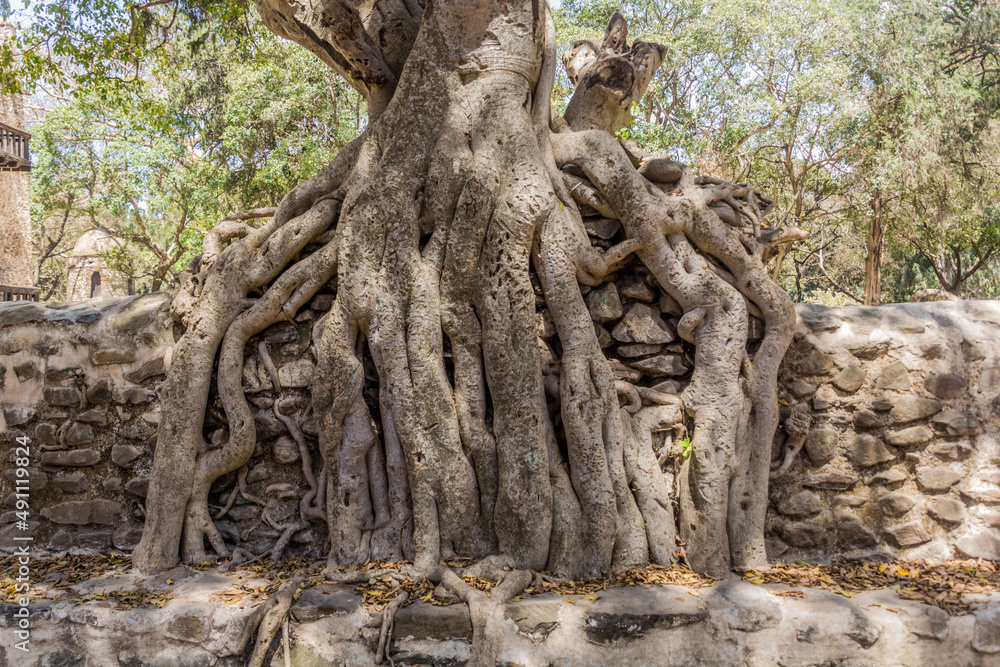 Roots growing at Fasilidas Bath in Gondar, Ethiopia