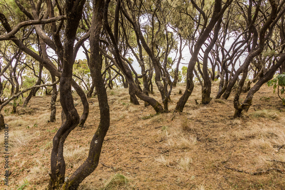 Forest in Simien mountains, Ethiopia Forest in Simien mountains, Ethiopia
