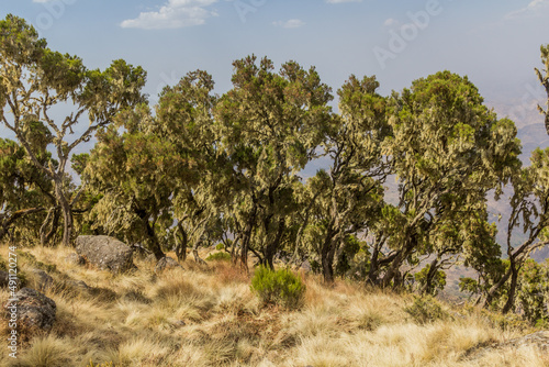 Forest in Simien mountains, Ethiopia
