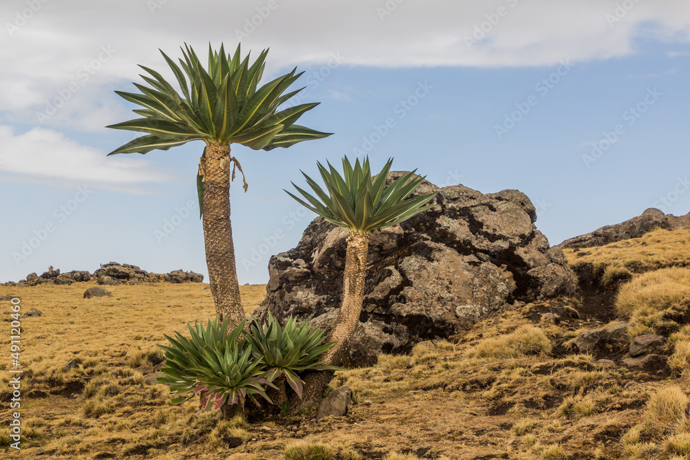Giant lobelia (Lobelia rhynchopetalum) in Simien mountains, Ethiopia