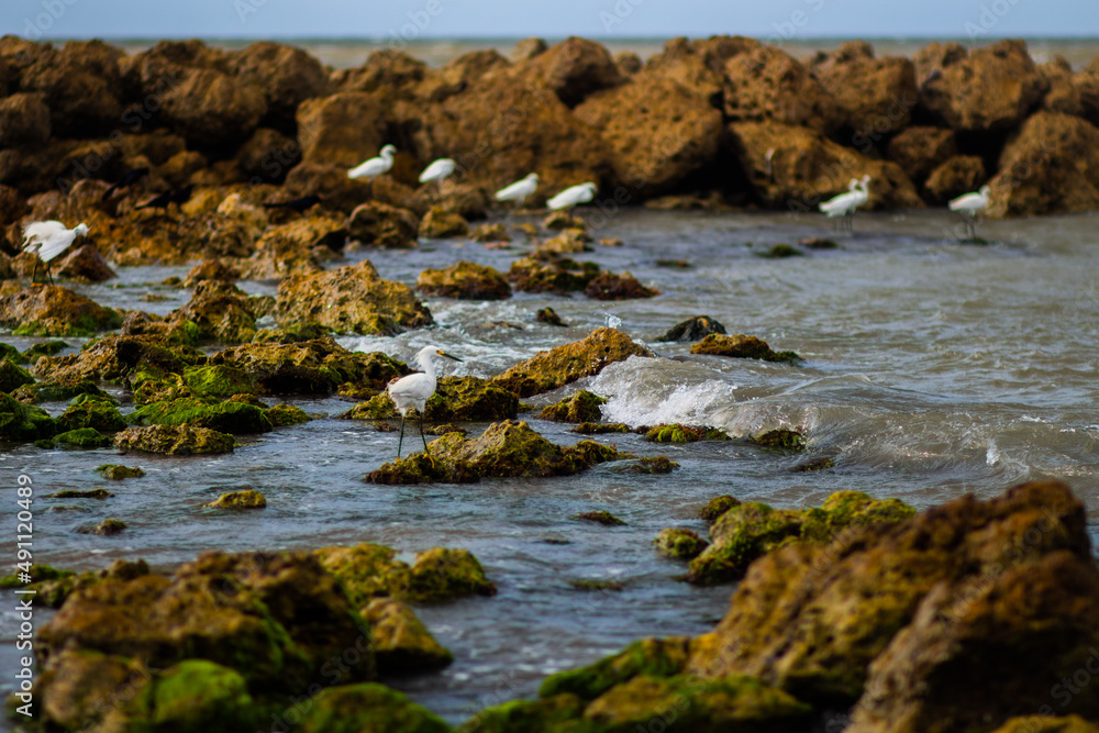 Beautiful photo of white tropical birds, with long necks and legs, standing on stones covered with moss on the Caribbean coast Cartagena Colombia, beautiful sea Beautiful photo of white tropical birds, with long necks and legs, standing on stones covered with moss on the Caribbean coast Cartagena Colombia, beautiful sea