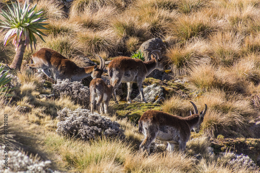 Walia ibexes (Capra walie) in Simien mountains, Ethiopia - obrazy, fototapety, plakaty 